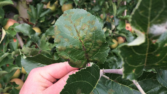 Black spot, also known as apple scab or pear scab, is a serious disease found in pear and apple growing regions across Australia.